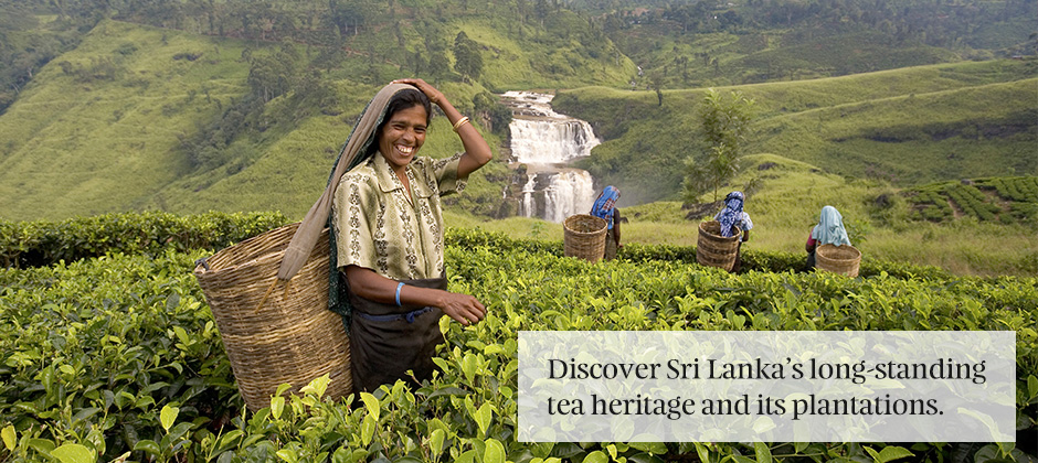 Tea culture in Sri Lanka